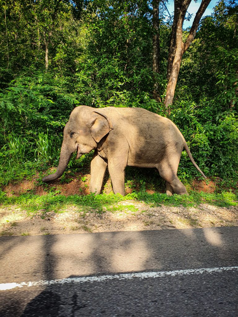 Sri Lanka | Olifant op straat