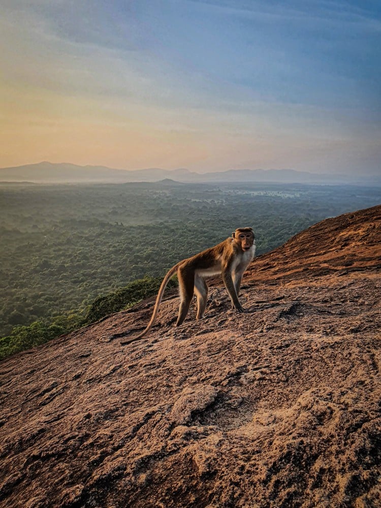 Sri Lanka | wildlife | Pidurangula rock