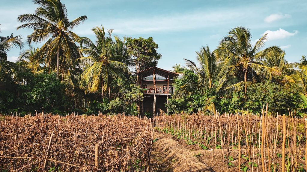 Sri Lanka, Dambulla | Header