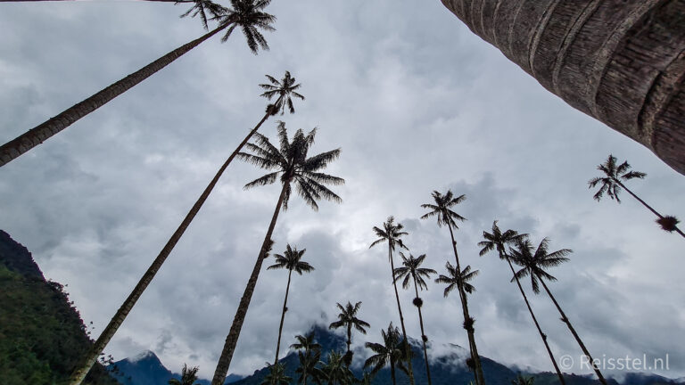 Valle de Cocora | Header optie 2