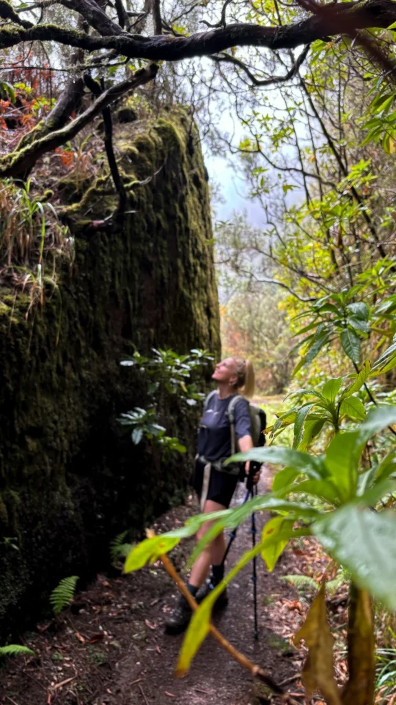 Wandelen op Madeira | Jungle