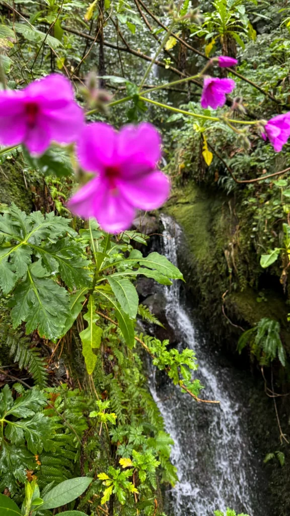 Madeira | bloemeneiland