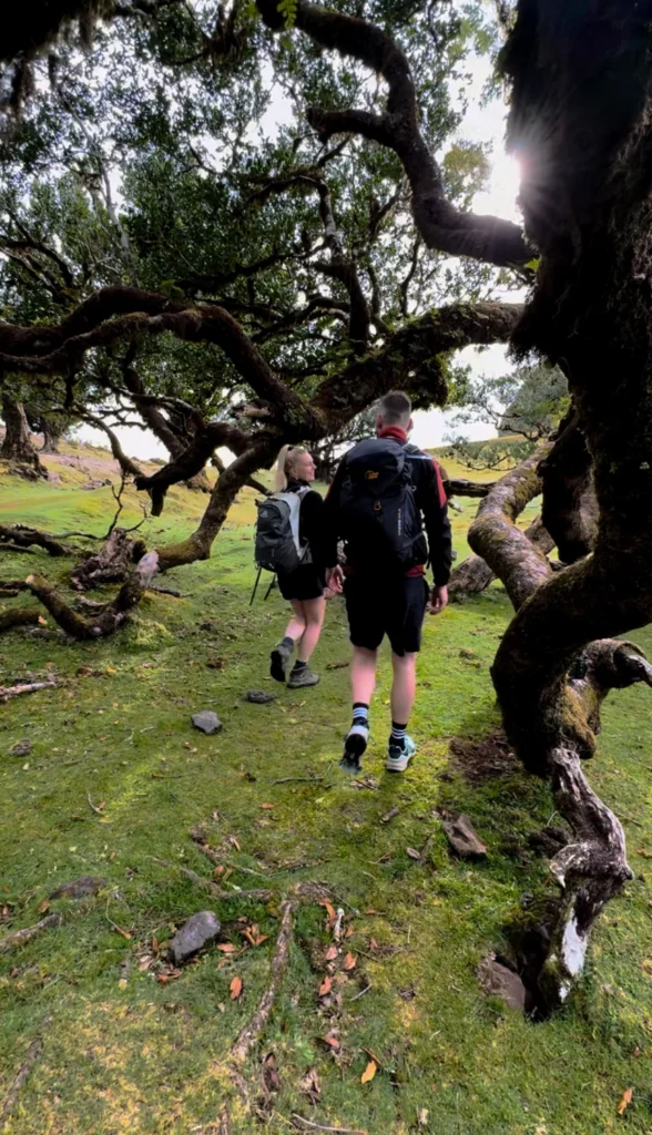 Wandelen op Madeira | Fanal Forest