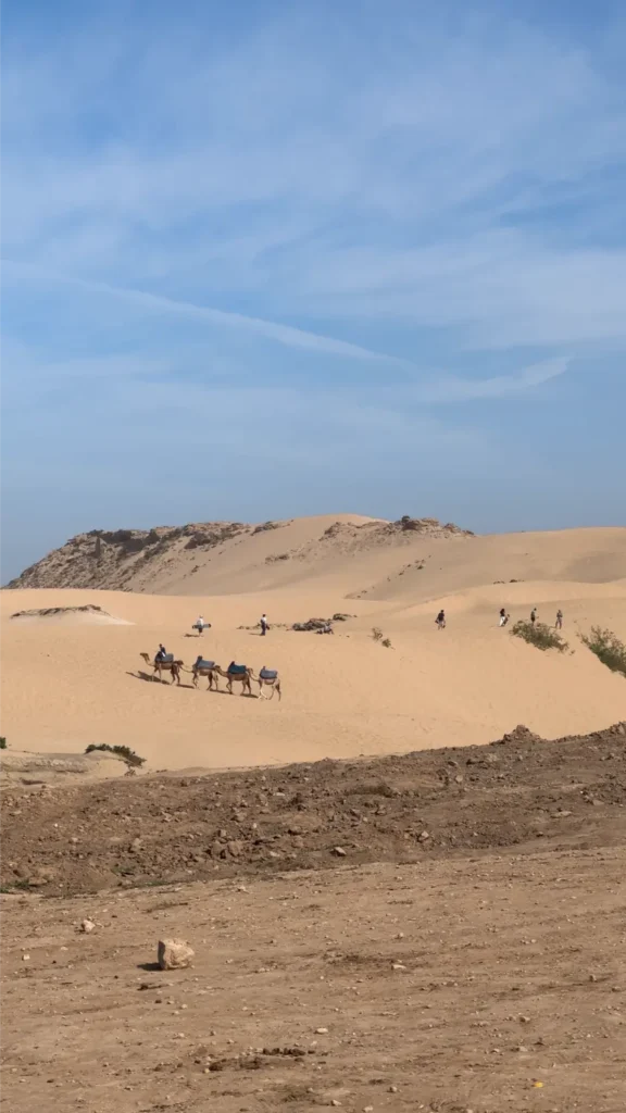 Kamelen in duinen | Marokko