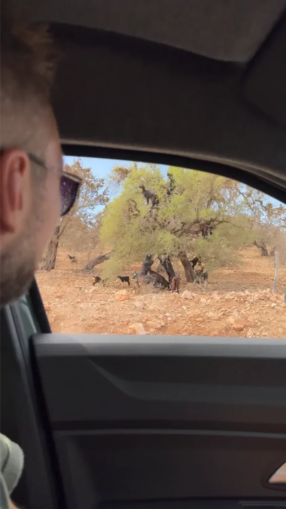 Geiten in Arganbomen | roadtrip Marokko