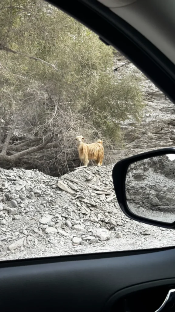 Reisstel.nl | Wildkamperen in Oman met 4×4 en daktent: onze ervaring & praktische tips Offroad Oman | 4x4 langs de weg