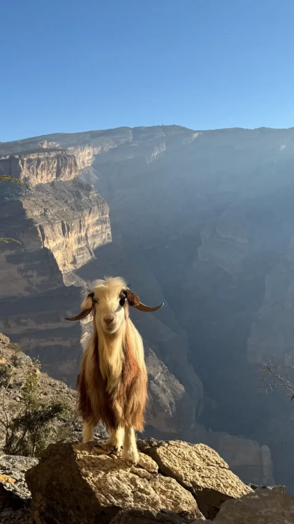 Reisstel.nl | Wildkamperen in Oman met 4×4 en daktent: onze ervaring & praktische tips Geit Oman bij Balcony Walk