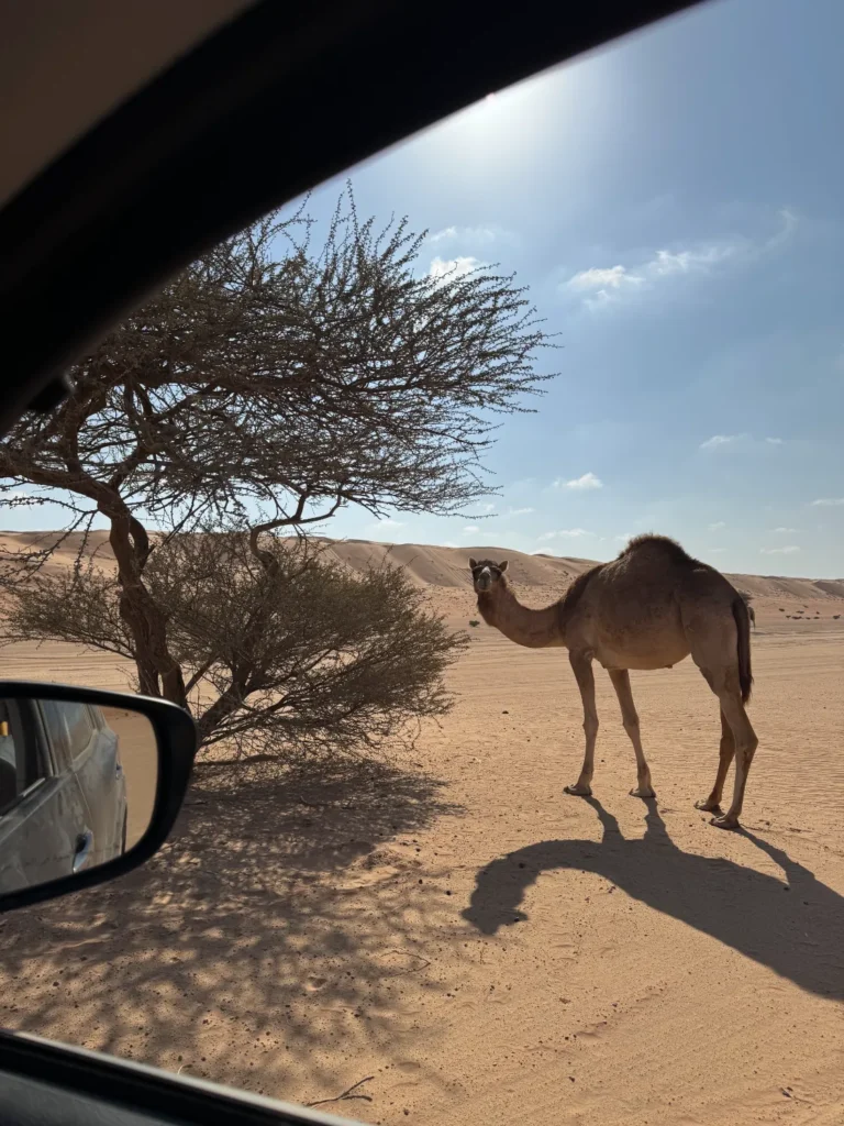Reisstel.nl | Wildkamperen in Oman met 4×4 en daktent: onze ervaring & praktische tips Wildkamperen Oman | wildlife langs de weg